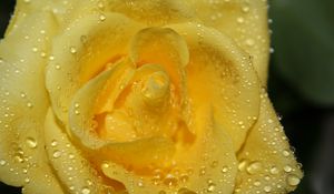 Preview wallpaper rose, drops, petals, closeup, yellow