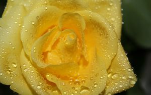 Preview wallpaper rose, drops, petals, closeup, yellow