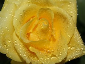 Preview wallpaper rose, drops, petals, closeup, yellow