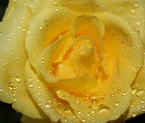 Preview wallpaper rose, drops, petals, closeup, yellow