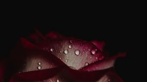Preview wallpaper rose, drops, petals, dark background