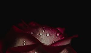 Preview wallpaper rose, drops, petals, dark background