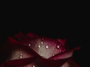 Preview wallpaper rose, drops, petals, dark background