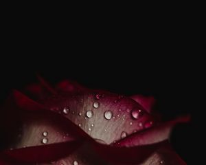 Preview wallpaper rose, drops, petals, dark background