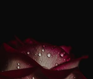 Preview wallpaper rose, drops, petals, dark background