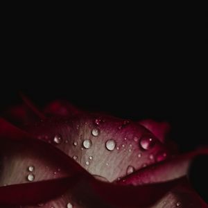 Preview wallpaper rose, drops, petals, dark background