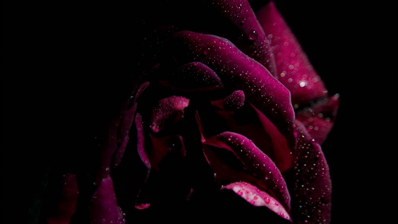 Wallpaper rose, drops, petals, moisture, dark