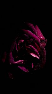 Preview wallpaper rose, drops, petals, moisture, dark