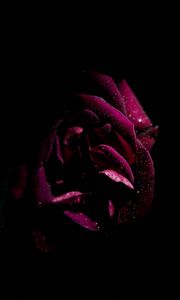 Preview wallpaper rose, drops, petals, moisture, dark