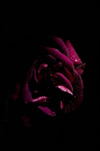 Preview wallpaper rose, drops, petals, moisture, dark