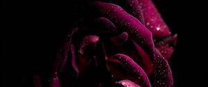 Preview wallpaper rose, drops, petals, moisture, dark