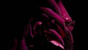 Preview wallpaper rose, drops, petals, moisture, dark
