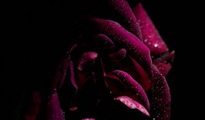 Preview wallpaper rose, drops, petals, moisture, dark