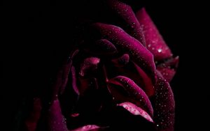 Preview wallpaper rose, drops, petals, moisture, dark