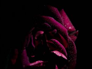 Preview wallpaper rose, drops, petals, moisture, dark