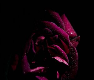 Preview wallpaper rose, drops, petals, moisture, dark