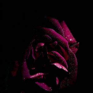 Preview wallpaper rose, drops, petals, moisture, dark