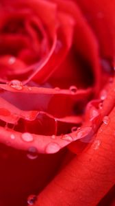 Preview wallpaper rose, drops, petals, light