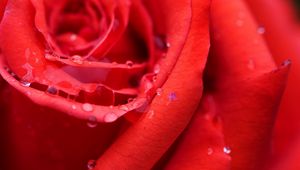 Preview wallpaper rose, drops, petals, light