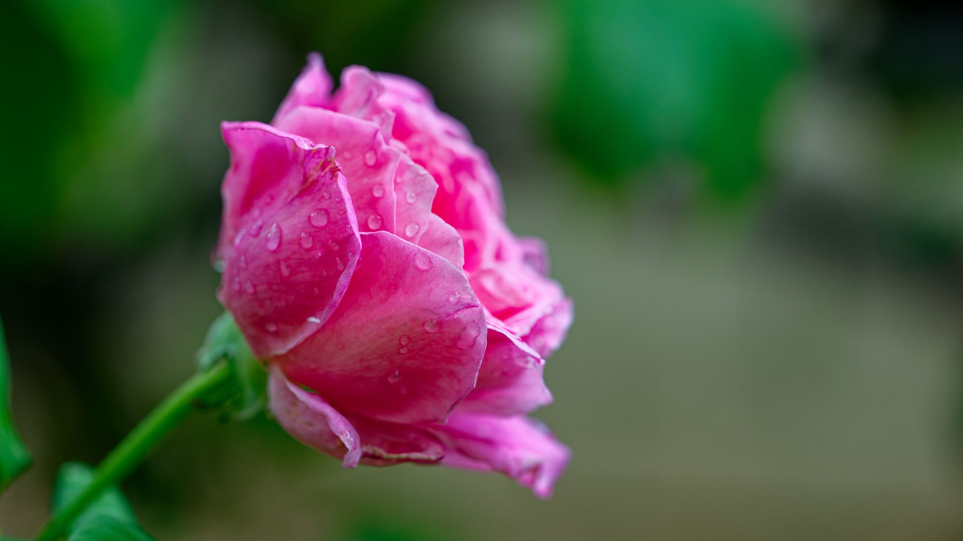 Download wallpaper 1920x1080 rose, drops, petals, flower, pink full hd ...