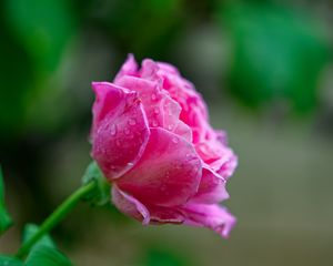 Preview wallpaper rose, drops, petals, flower, pink