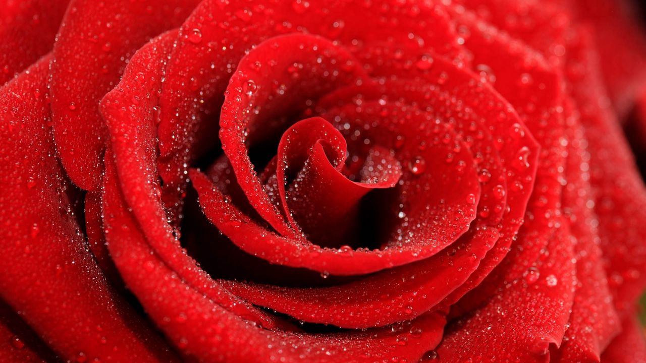 Wallpaper rose, drops, petals