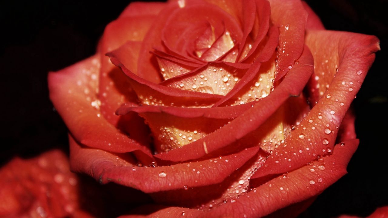 Wallpaper rose, drops, petals, dew