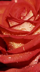 Preview wallpaper rose, drops, petals, dew