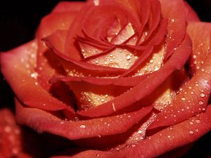 Preview wallpaper rose, drops, petals, dew
