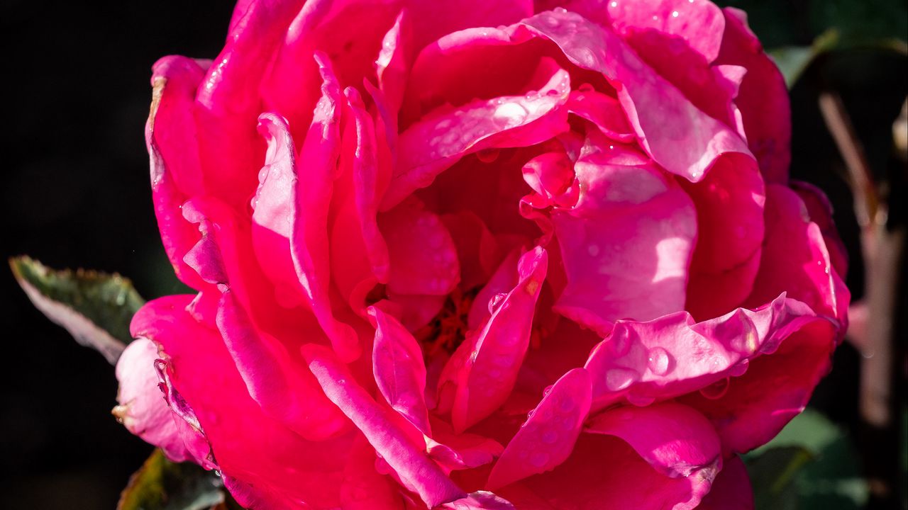 Wallpaper rose, drops, pink, petals, macro