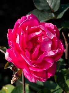 Preview wallpaper rose, drops, pink, petals, macro