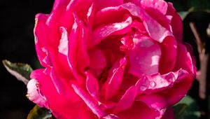 Preview wallpaper rose, drops, pink, petals, macro