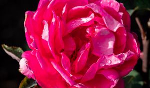 Preview wallpaper rose, drops, pink, petals, macro