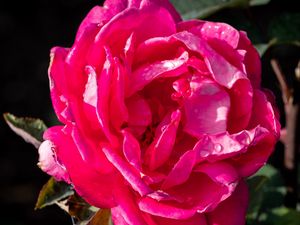 Preview wallpaper rose, drops, pink, petals, macro