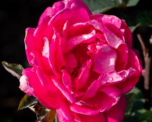 Preview wallpaper rose, drops, pink, petals, macro