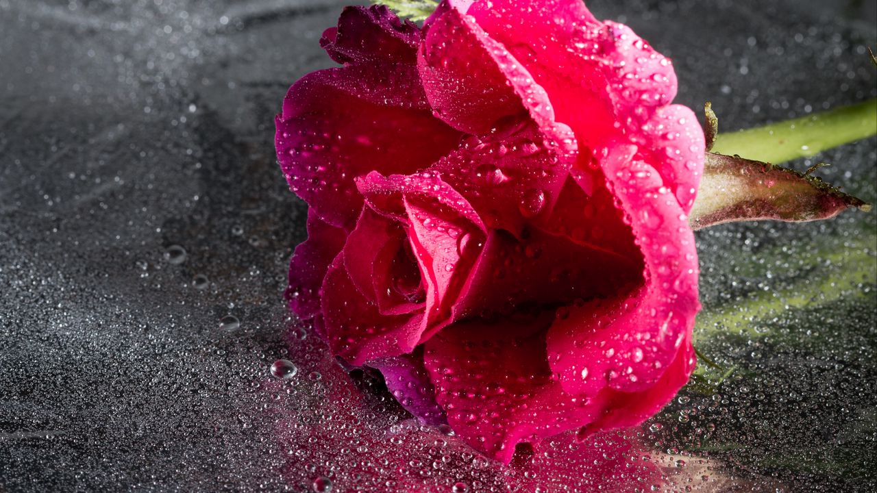 Wallpaper rose, drops, pink, flower, close-up