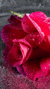 Preview wallpaper rose, drops, pink, flower, close-up