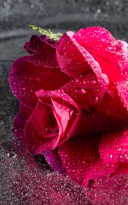 Preview wallpaper rose, drops, pink, flower, close-up