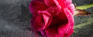 Preview wallpaper rose, drops, pink, flower, close-up
