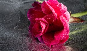 Preview wallpaper rose, drops, pink, flower, close-up