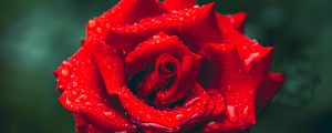 Preview wallpaper rose, drops, rain, petals, macro, red