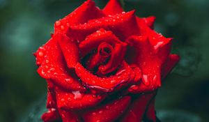 Preview wallpaper rose, drops, rain, petals, macro, red