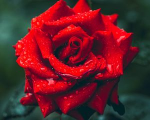 Preview wallpaper rose, drops, rain, petals, macro, red