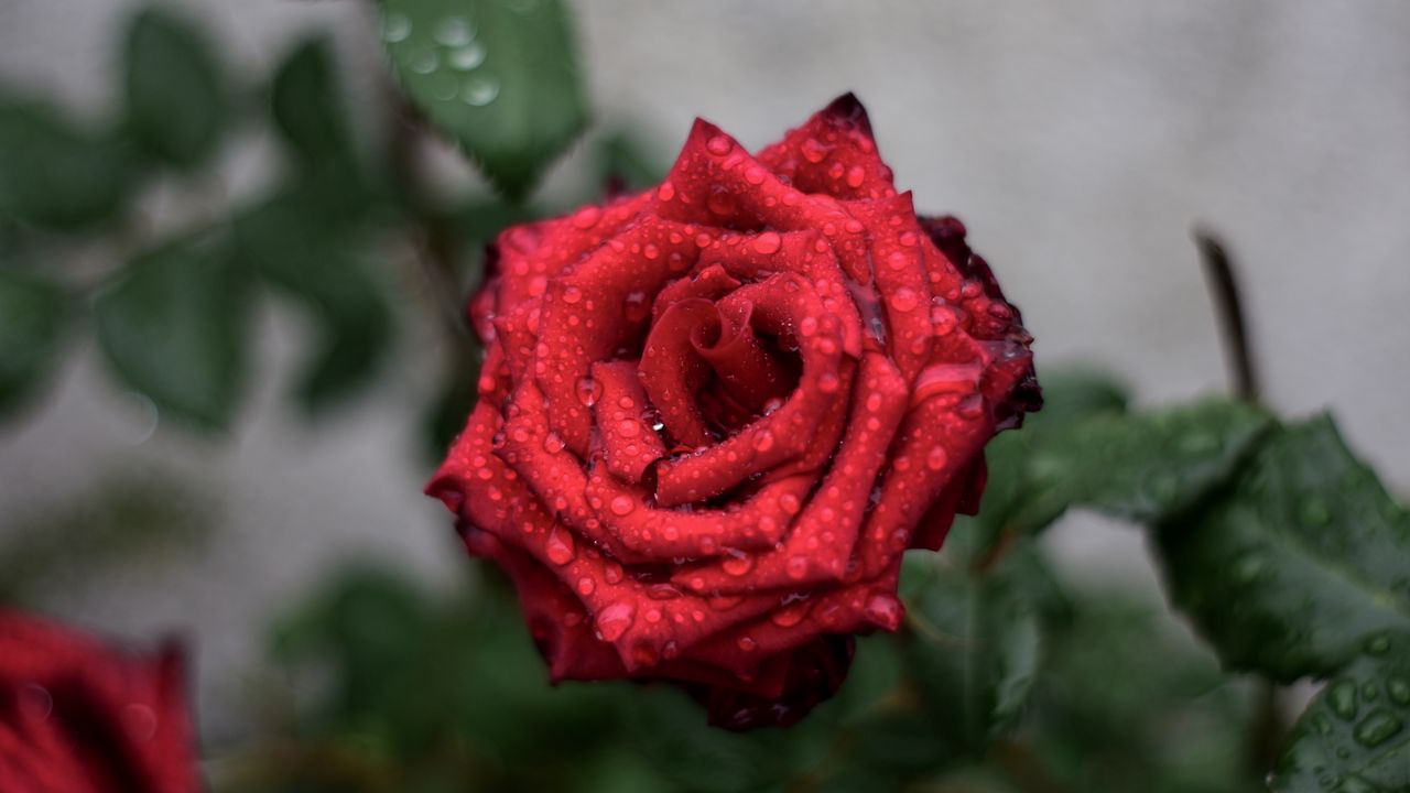 Wallpaper rose, drops, red, bud