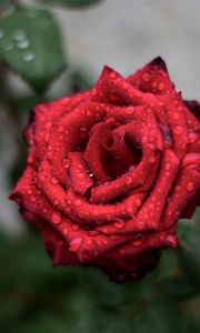 Preview wallpaper rose, drops, red, bud