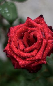 Preview wallpaper rose, drops, red, bud