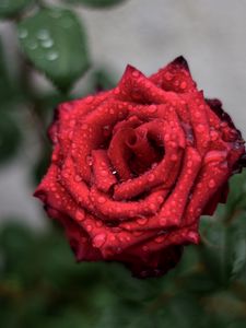 Preview wallpaper rose, drops, red, bud