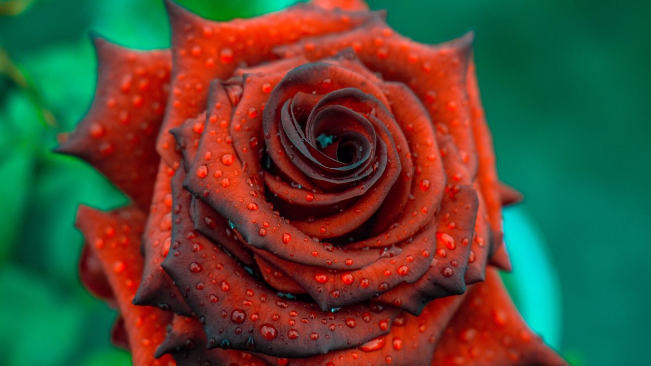 Wallpaper rose, drops, red, bud, petals