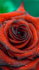 Preview wallpaper rose, drops, red, bud, petals