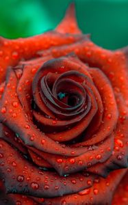 Preview wallpaper rose, drops, red, bud, petals